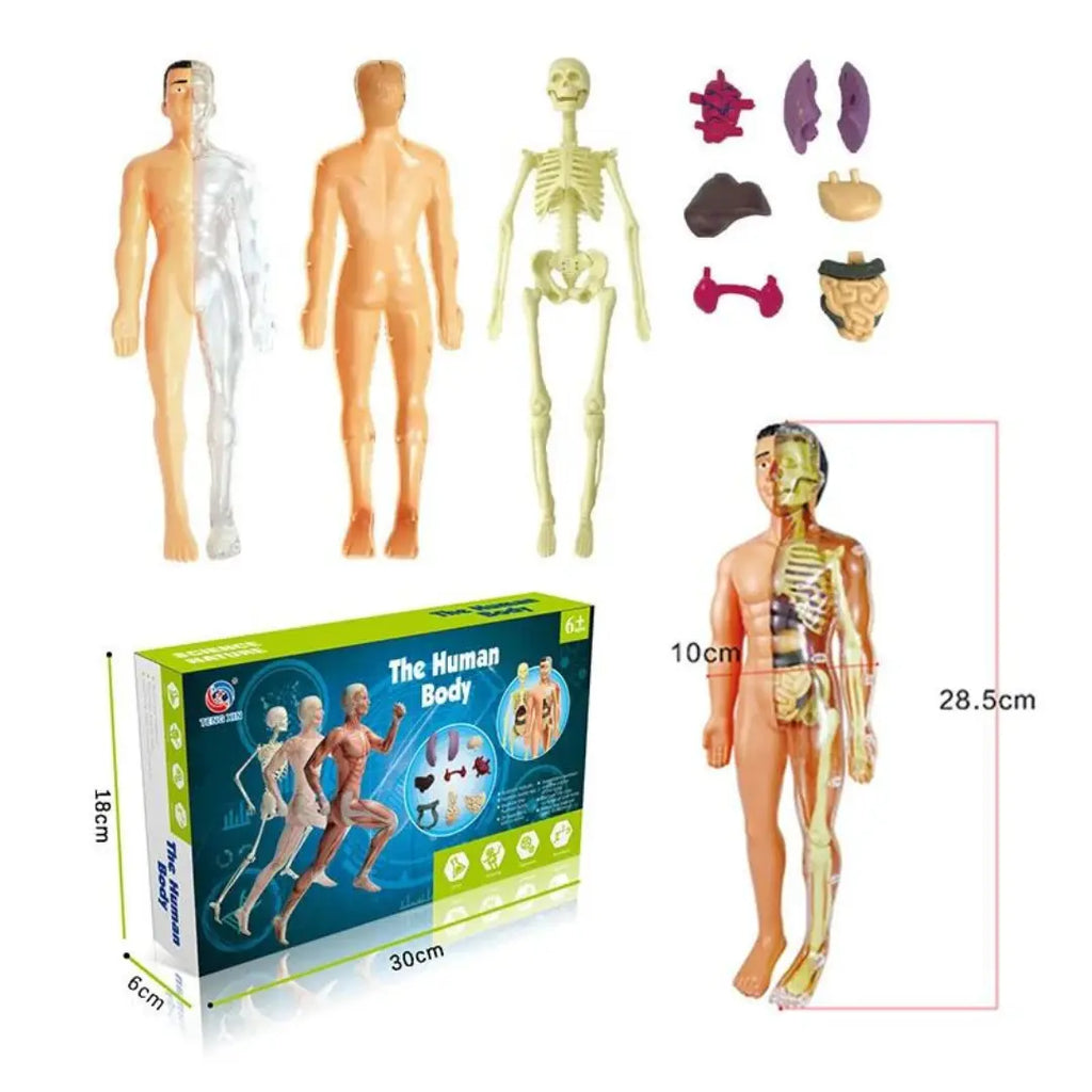 gid://shopify/MediaImage/33283815145718